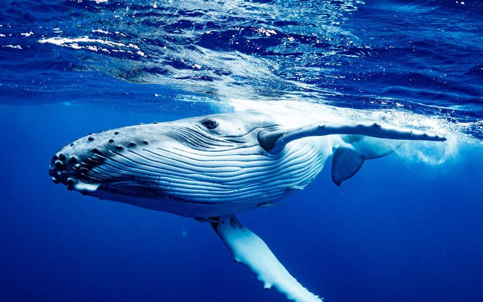 Whale 1 960x600