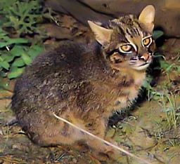 Iriomote Cat 256