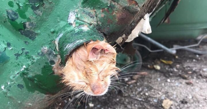 Κεφαλονιά: Έσωσαν γατάκι που σφήνωσε με το κεφάλι μέσα σε κάδο σκουπιδιών