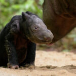 Σπάνια γέννηση απειλούμενου ρινόκερου στην Ινδονησία