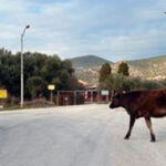 Αγελάδες στον κεντρικό δρόμο Χαλκερού- Τα ίδια παντέλακη μου…
