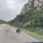 Αγριογούρουνο πορτιέρης ΒΙΝΤΕΟ